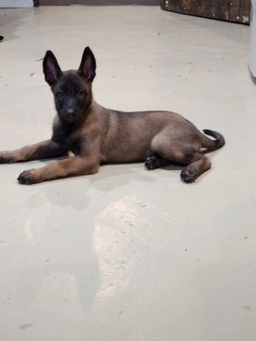 Belgian Malinois puppy Milwaukee, Wisconsin