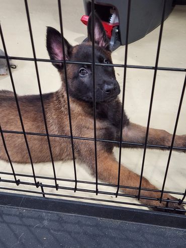 Belgian Malinois puppy Milwaukee, Wisconsin