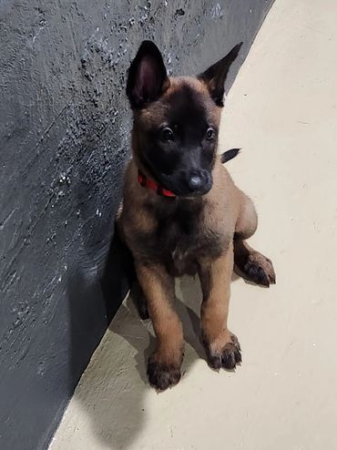 Belgian Malinois Milwaukee Wisconsin pupoy