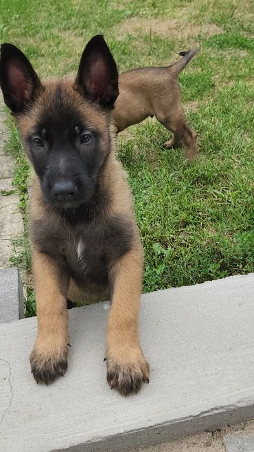 Belgian Malinois puppy Milwaukee, Wisconsin