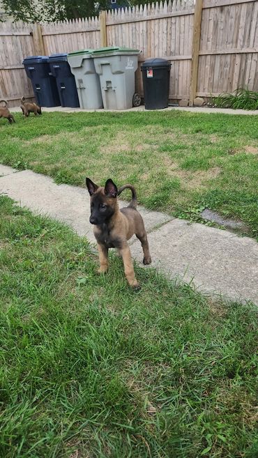 Belgian Malinois puppy Milwaukee, Wisconsin