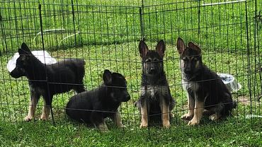 German Shepherd puppies for sale