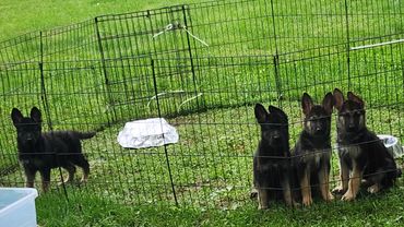 German Shepherd puppies for sale