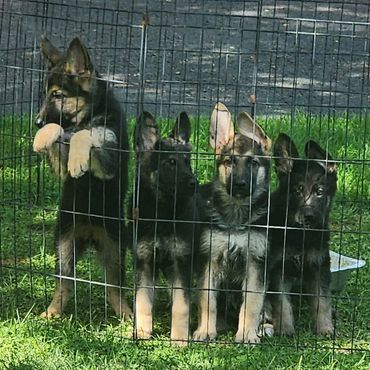 German Shepherd puppies for sale