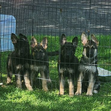 German Shepherd puppies for sale