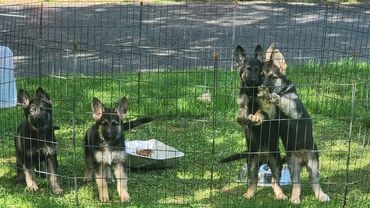 German Shepherd puppies for sale