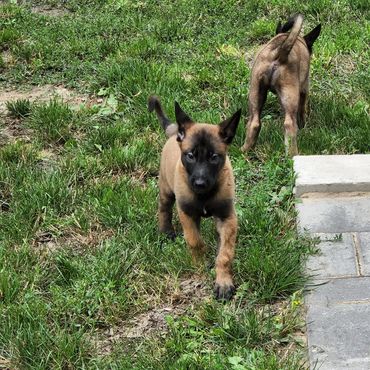 Belgian Malinois puppy Milwaukee, Wisconsin