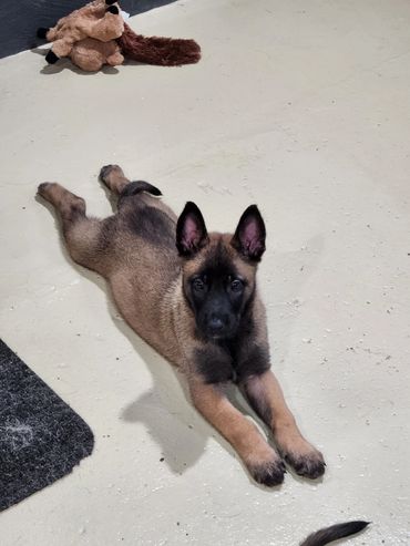 Belgian Malinois puppy Milwaukee, Wisconsin