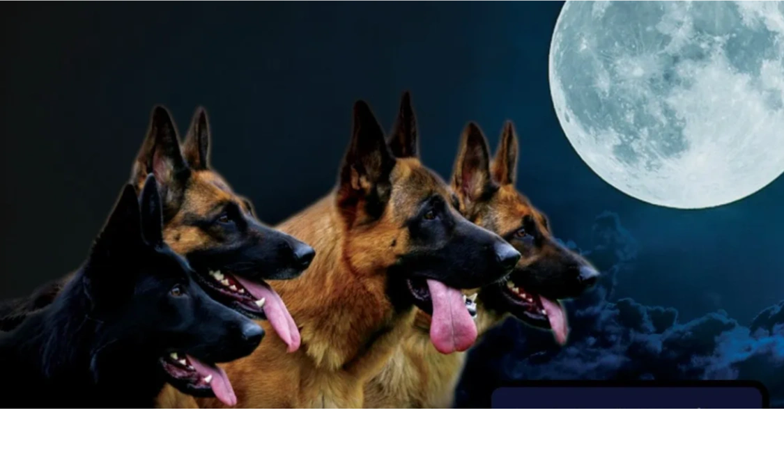 Four German Shepherd Dogs with the moon and night sky in the background