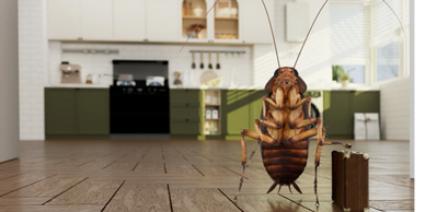 A large cockroach stands in a modern kitchen holding a small suitcase.
