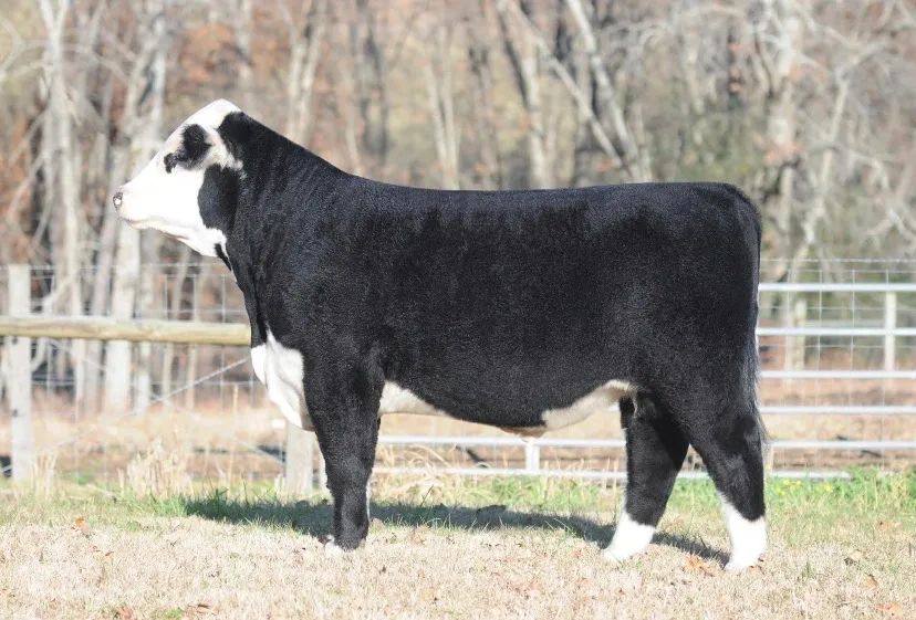 A black and white cow standing in a fenced grassy area.