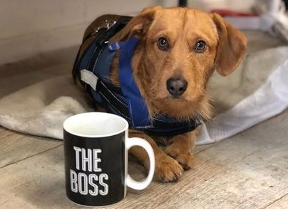 dachshund dog honda civic jazz crv accord frv hrv service k20 type r