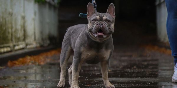 A happy French Bulldog standing on a wet pathway outdoors.