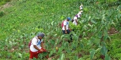 Dr. Joel Klenck: Transect surveys, archaeology of Malaeloa, historic preservation, American Samoa.