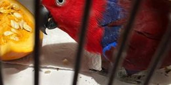 "My Ekkie liked the sushi rolls as a treat!"