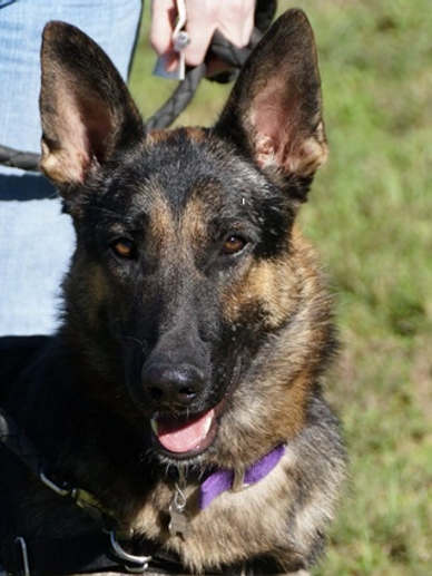 n Loving Memory of our Best Boy Asher
Adopted November 1, 2013 to March 17, 2021
Asher was mysterio