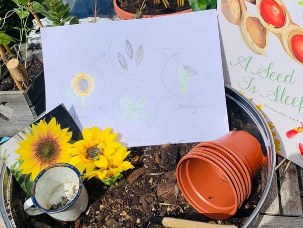 Exploring the different stages for seeds as they become flowers