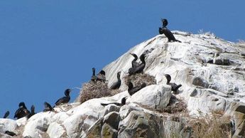 A group of black birds perched on a rocky hill against a clear blue sky.