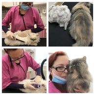https://thekatlady.co.uk/the-kat-lady-blog/f/why-would-you-groom-your-cat