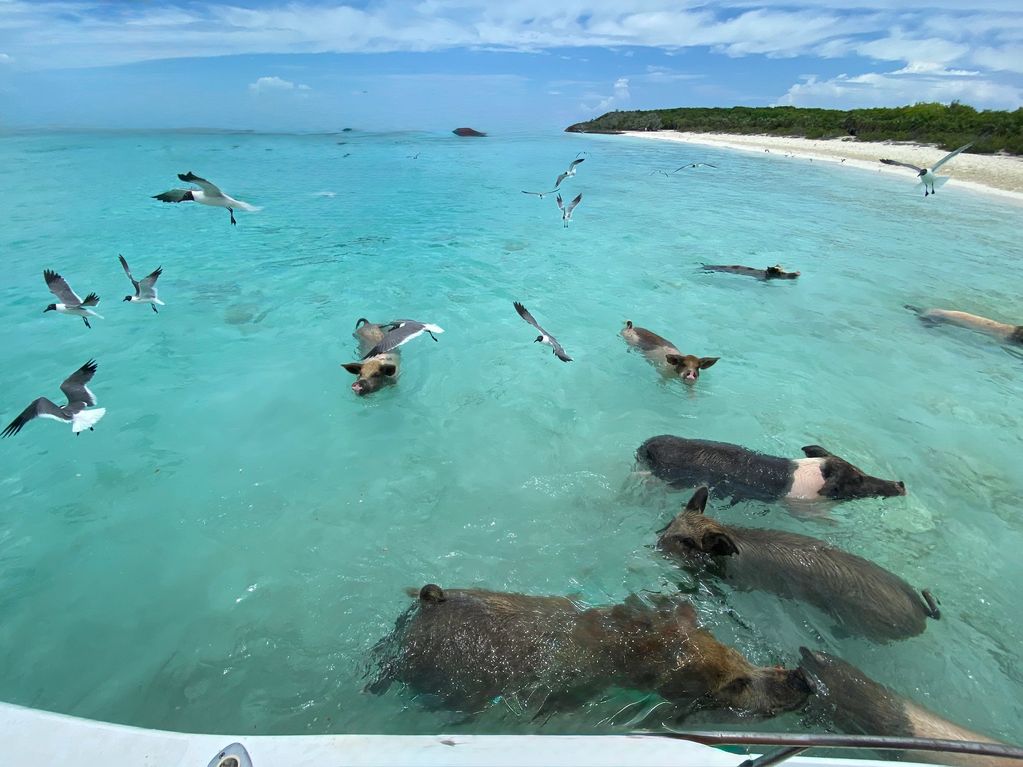 Pig Beach is a famous attraction located on Big Major Cay. It’s home to the famous Swimming Pigs.