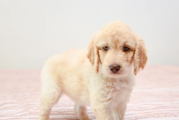Golden Doodle Puppy in Ohio