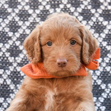 Goldendoodle puppy living in Dayton Ohio, wearing orange bandana