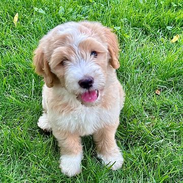 Free Goldendoodle puppy for our  Guardian Home Families
