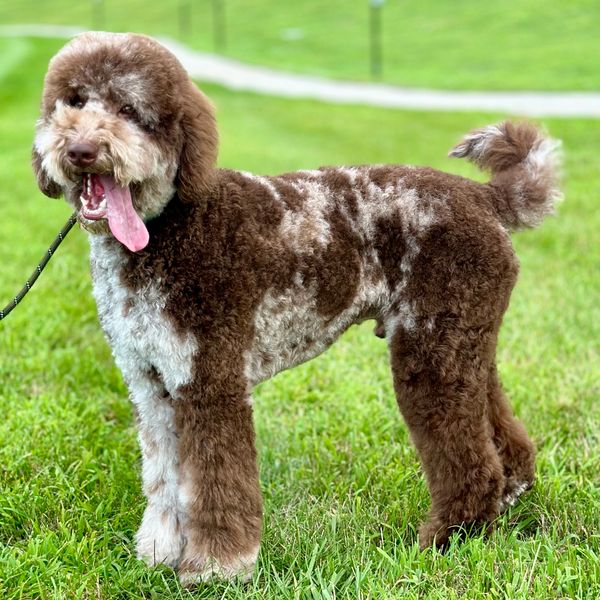 Monty Python is a standard red merle  goldendoodle, Standing in a field, tongue waging in the wind.