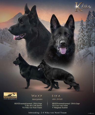 Kimchi’s Sire and Dam