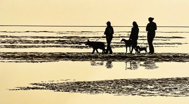 Group of peopla and dogs walking on beach