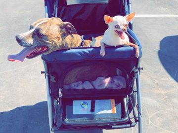 TWO DOGS IN A STROLLER