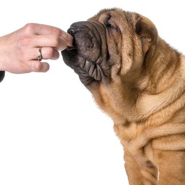 we provide dog treats