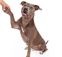 PIT BULL SHAKING HANDS WITH DOG WALKER
