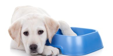 we supply disposable water bowls