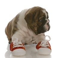 PUPPY WEARING RUNNING SHOES