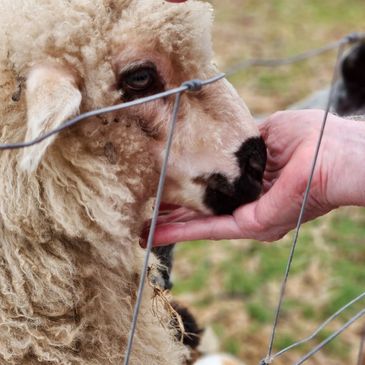 Hand gently feeding a sheep through a wire fence.