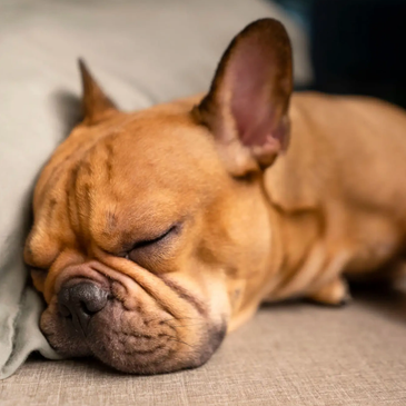 A brown French bulldog sleeping on a couch.