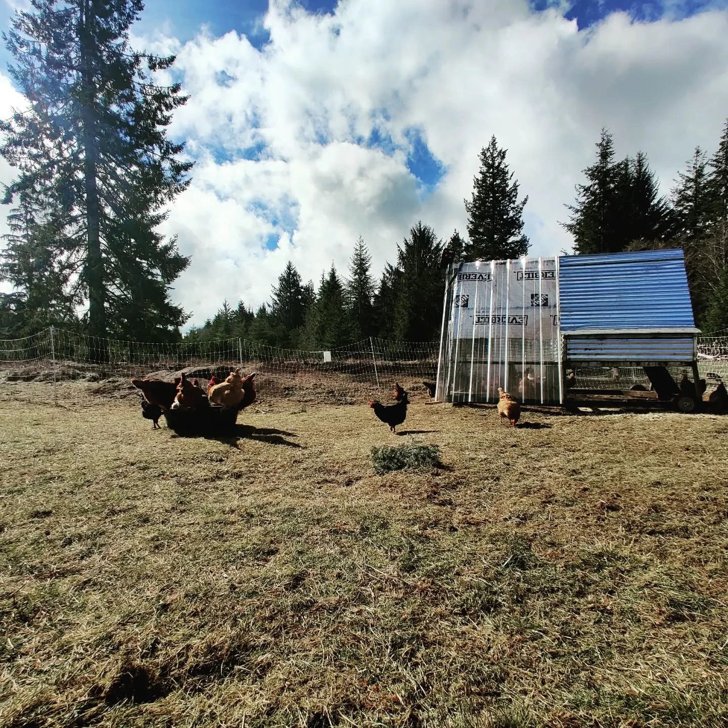 Pasture raised chickens produce the best eggs!