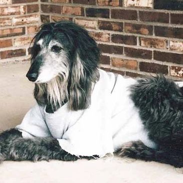 Morgan post heart surgery for Canine Pericardial Mesothelioma.