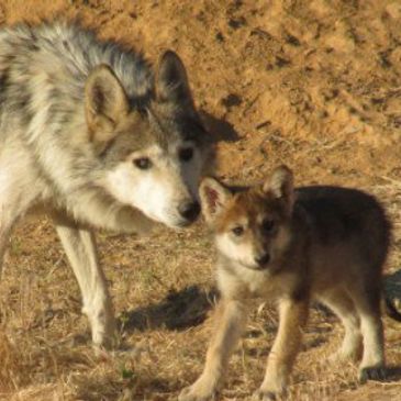 Urines are naturally collected