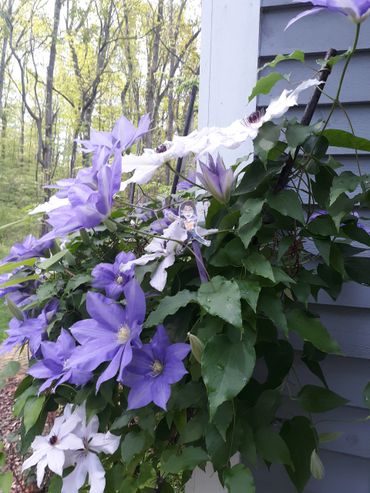 Purple and white clematis flowers climbing a house wall.