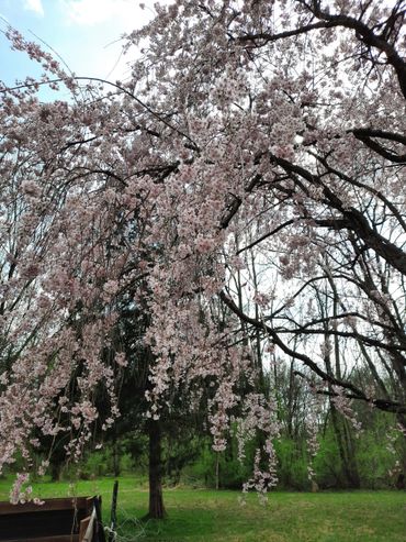 Blooming cherry blossom tree with delicate pink flowers in a green park.