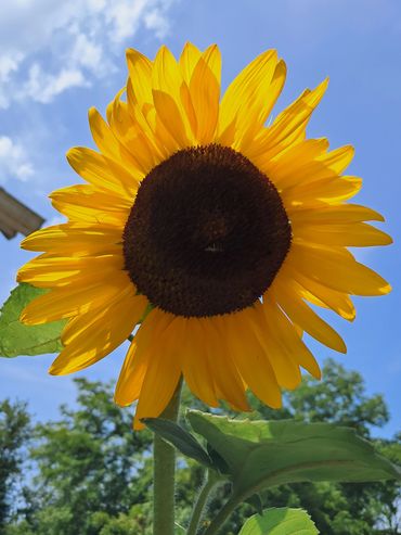 Close-up of a bright sunflower against a clear blue sky.