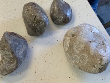 Member shows off her petrified coral collected from Michigan, freshly polished in the lab.