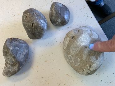 Member showing fluorescing petrified coral specimens freshly polished in the lab.