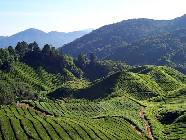 Persian Blends Tea Planation in Iran Lahijan