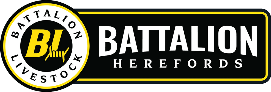 Battalion Herefords