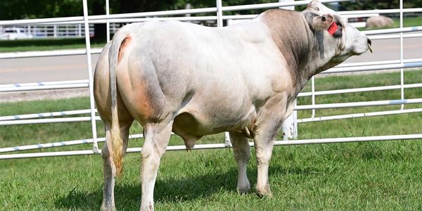 White bull standing on grass near white fence.