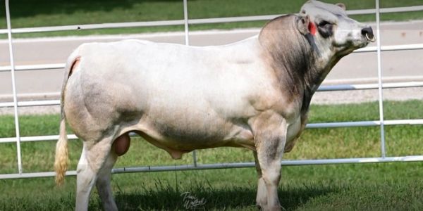White bull standing in a grassy area with a fence in the background.