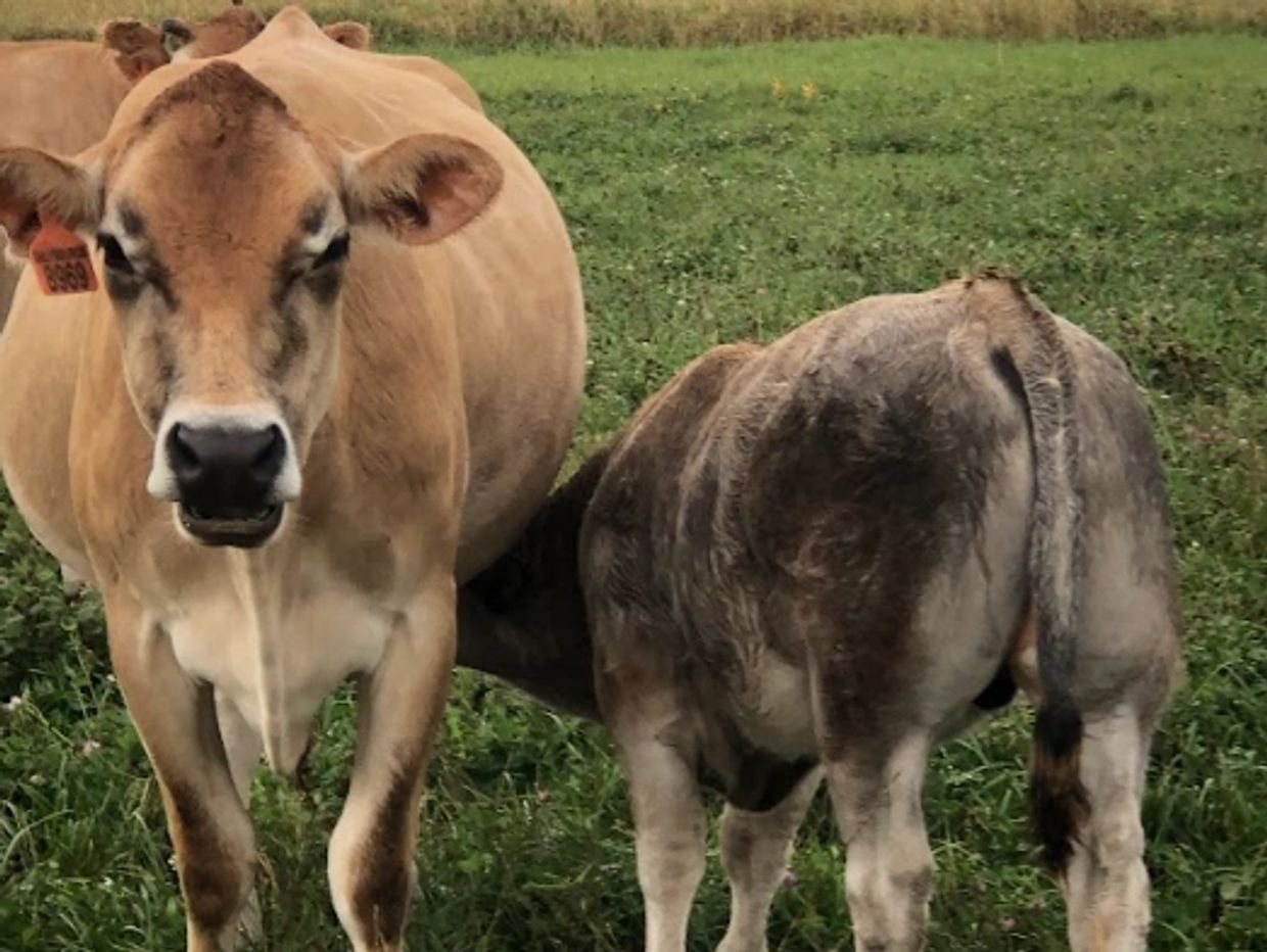 A calf suckling from its mother cow in a grassy field.